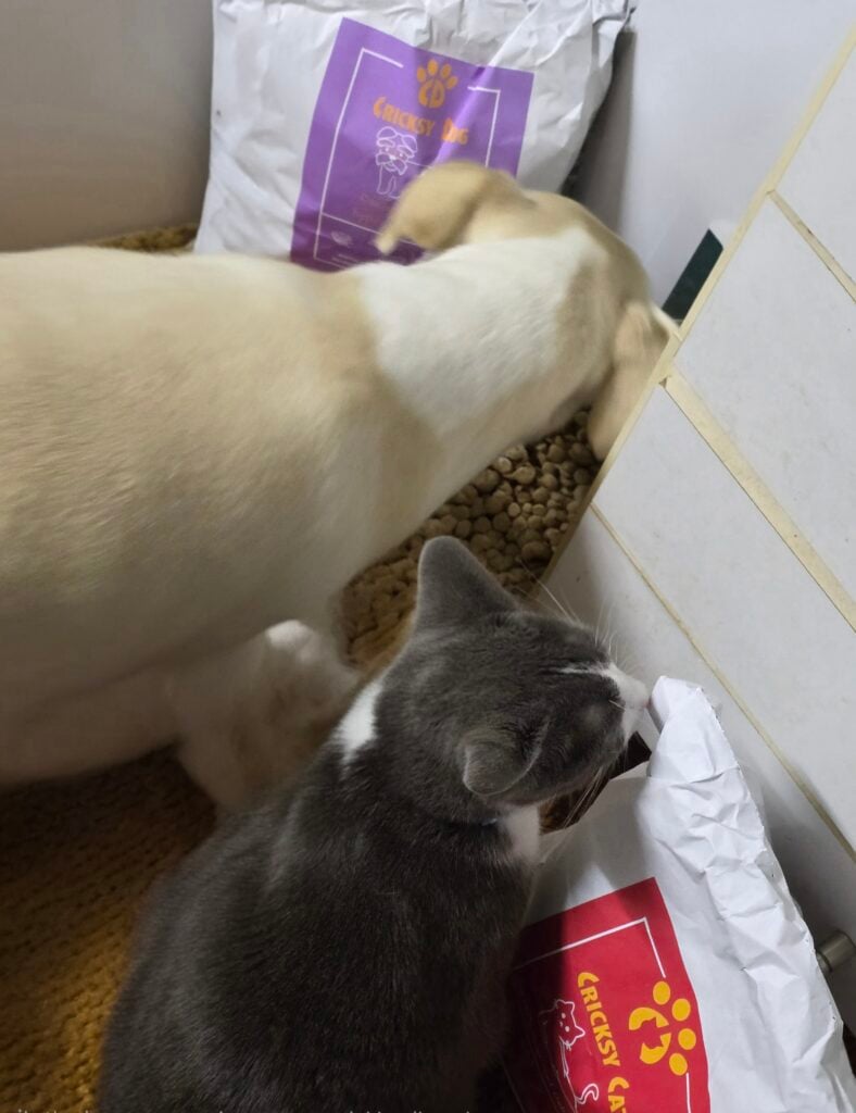 Image #1 from Ika Capová