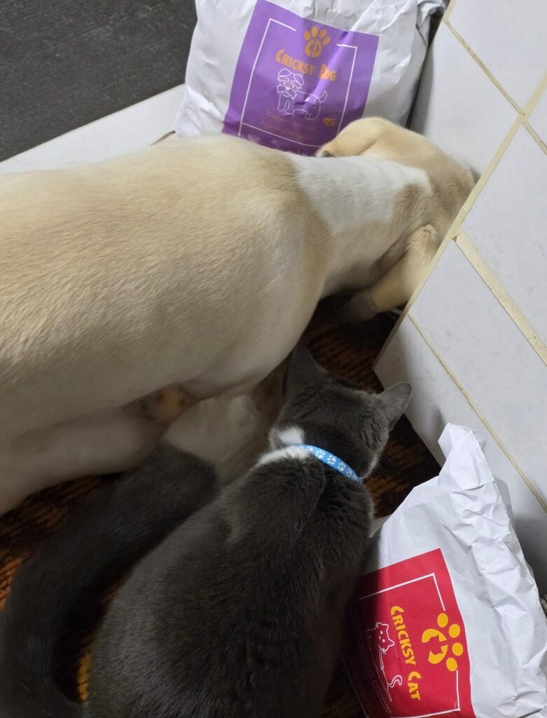 Image #2 from Ika Capová