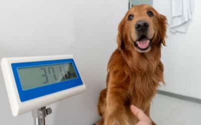 Prevencia obezity u psov: Sprievodca prevenciou a liečbou nadváhy