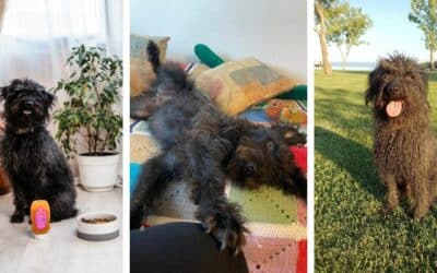 CricksyDog Tajomstvo: Príbeh Tea, Verného Hlavného Ochutnávača