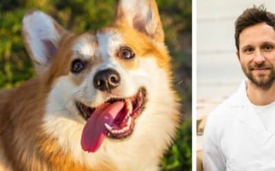 Herold, 11-mesačný Corgi, nevenuje pozornosť svojmu majiteľovi