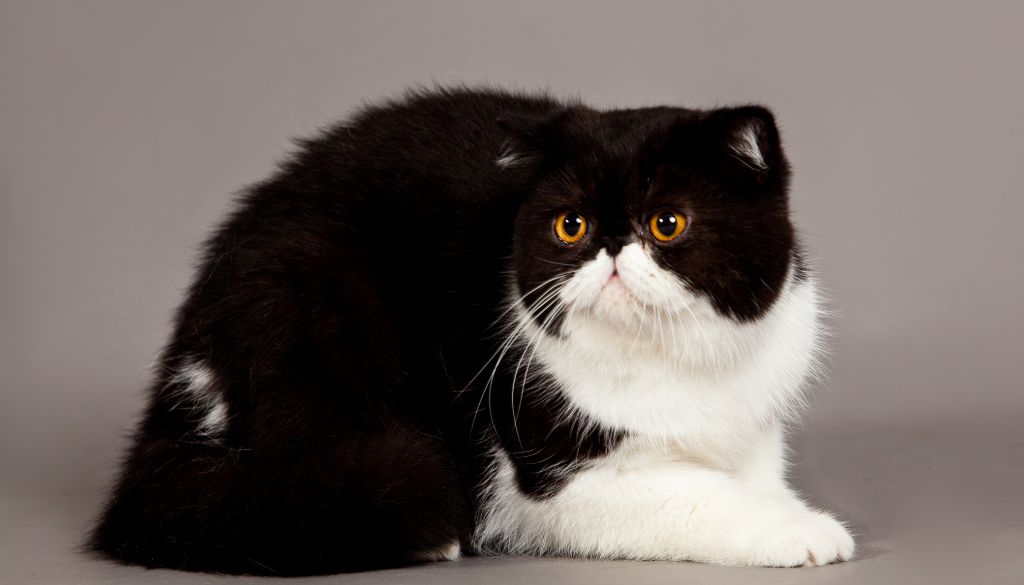 výcvik mačky Exotic shorthair cat 2