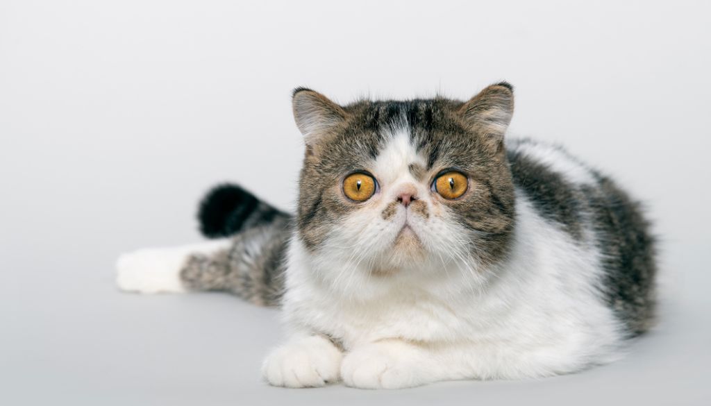 starostlivosť Exotic shorthair cat 3