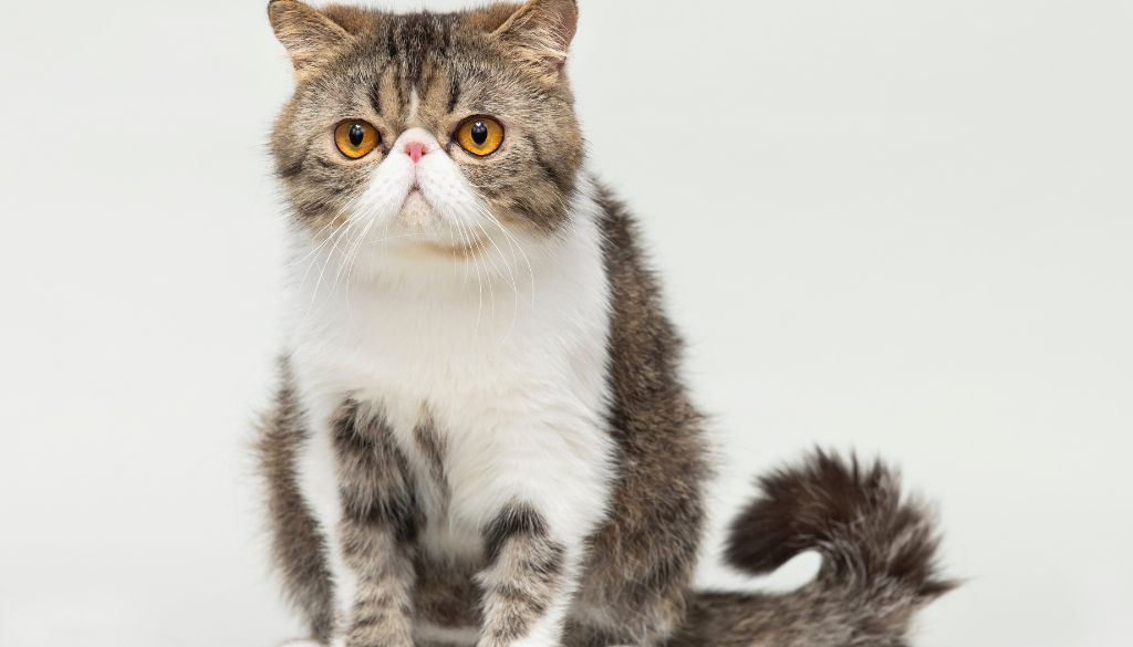 osobnosť mačky Exotic shorthair cat
