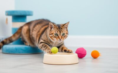 Interaktívne hračky pre mačky – Všetko, čo musíš vedieť!