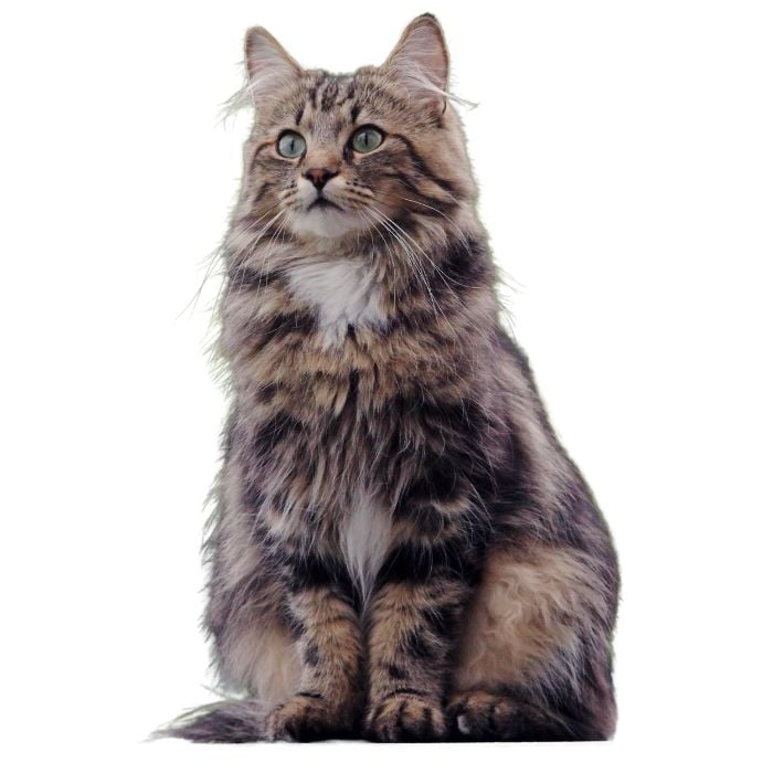 norwegian forest cat