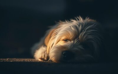 Môj pes je slepý – Všetko, čo o tom musíš vedieť!