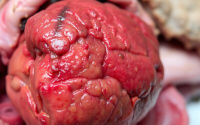 Infekčná hepatitída u psa – Všetko, čo o tom musíš vedieť!