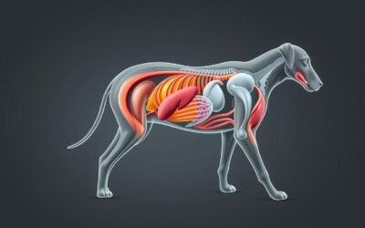 Metabolické poruchy u psa – Všetko, čo o tom potrebuješ vedieť!