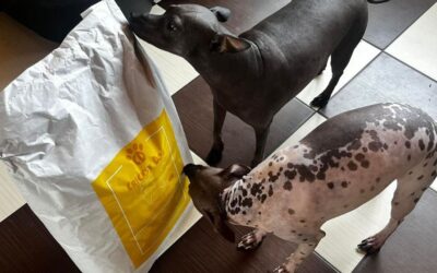 Blog 18 Čo povedali majitelia po prvej dávke krmiva CricksyDog?