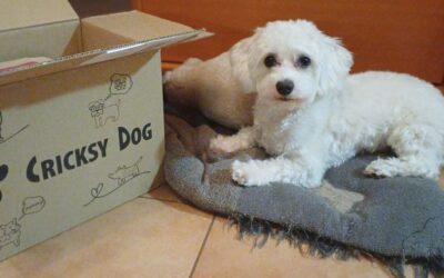 Ako čo najlepšie použiť Chloé balzam na labky?