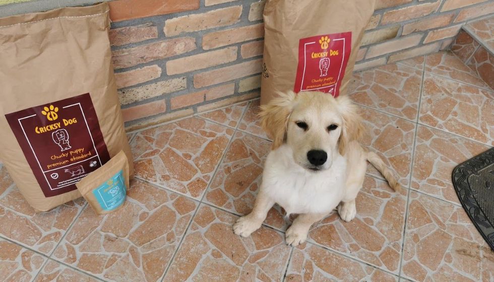 CricksyDog krmivo na hnačku u psov – na základe skutočných recenzií