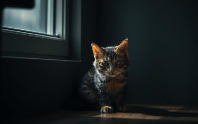 Mačka sa bojí návštev – je to stres alebo choroba?