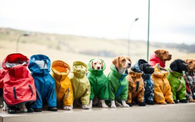 Blog 23 Pršiplášte pre psov – na čo dbať pri výbere?