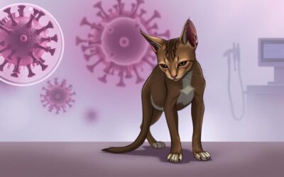 FeLV (mačacia leukóza) – Všetko, čo o tom potrebuješ vedieť!