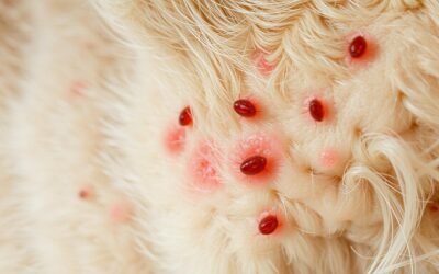 Alergia na blchy u mačky – Všetko, čo o tom potrebuješ vedieť!