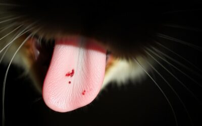 Vred na jazyku u mačky – Všetko, čo o tom potrebuješ vedieť!