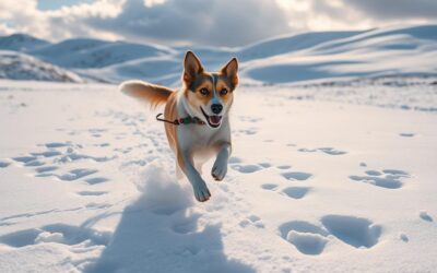 Blog 16 Prečo psy milujú behanie po snehu v zime?