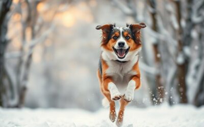 Hranie sa psa v snehu – Všetko, čo o tom potrebuješ vedieť!