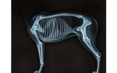 Blog 16 Röntgen kĺbov psa – Všetko, čo o tom potrebuješ vedieť!