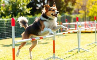 Blog 16 Rozvoj koordinácie psa – Všetko, čo o tom potrebuješ vedieť!
