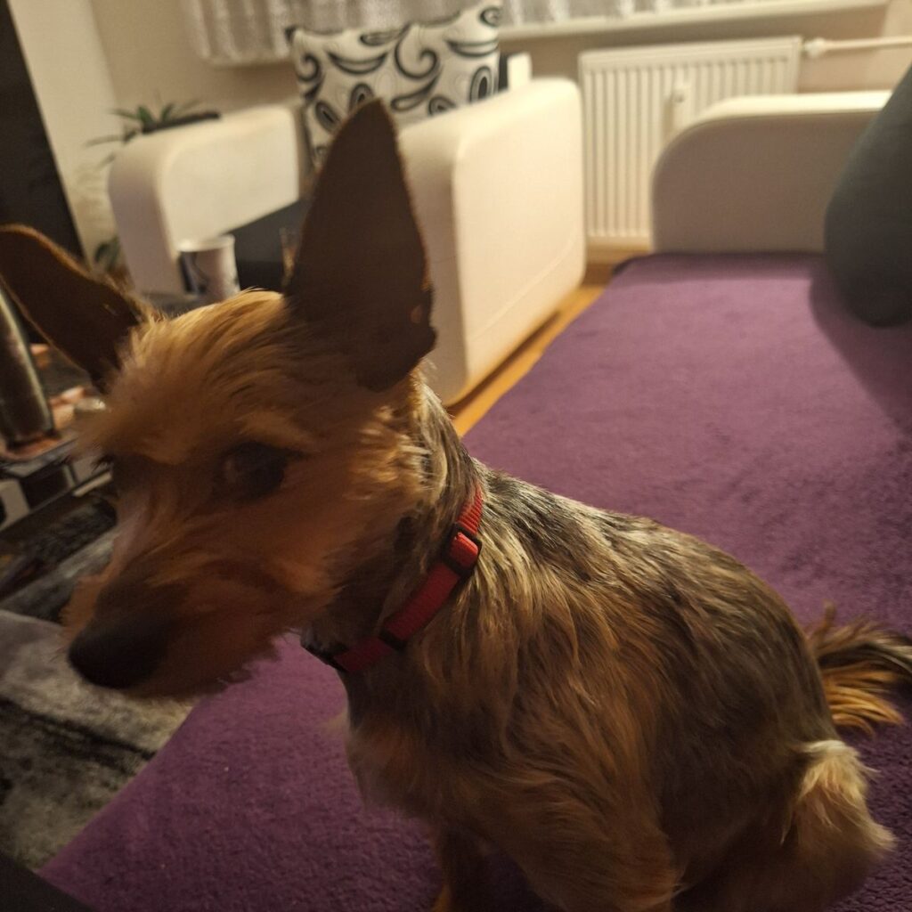 Labradorský Retriever 181 Image #1 from Simons