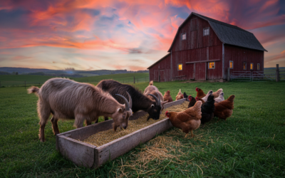 Je krmivo celý deň k dispozícii? – chyby okolo kŕmenia
