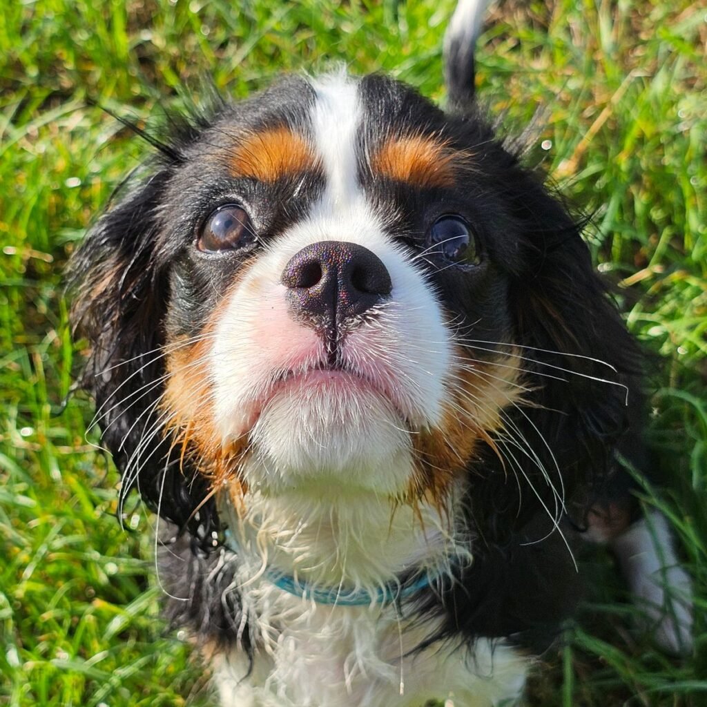 Image #1 from Augustin Nagy