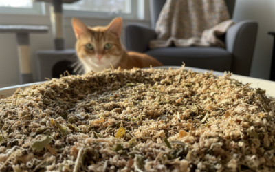 Mačací blog 19 Domáca výroba mačacej podstielky – Všetko, čo o tom potrebuješ vedieť!