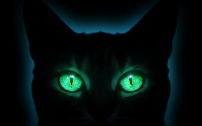 Schopnosť mačky vidieť v tme – Všetko, čo o tom potrebuješ vedieť!