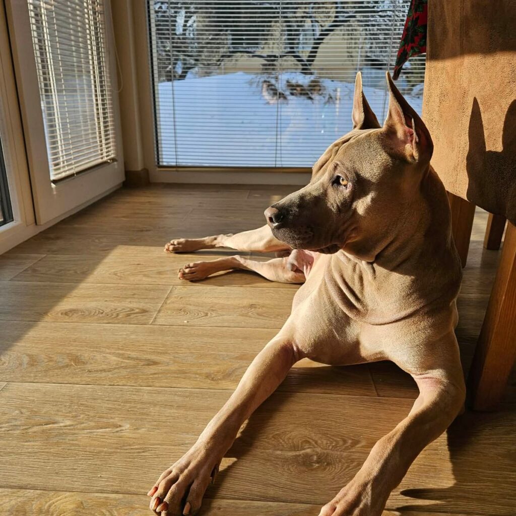 Image #1 from Silvia