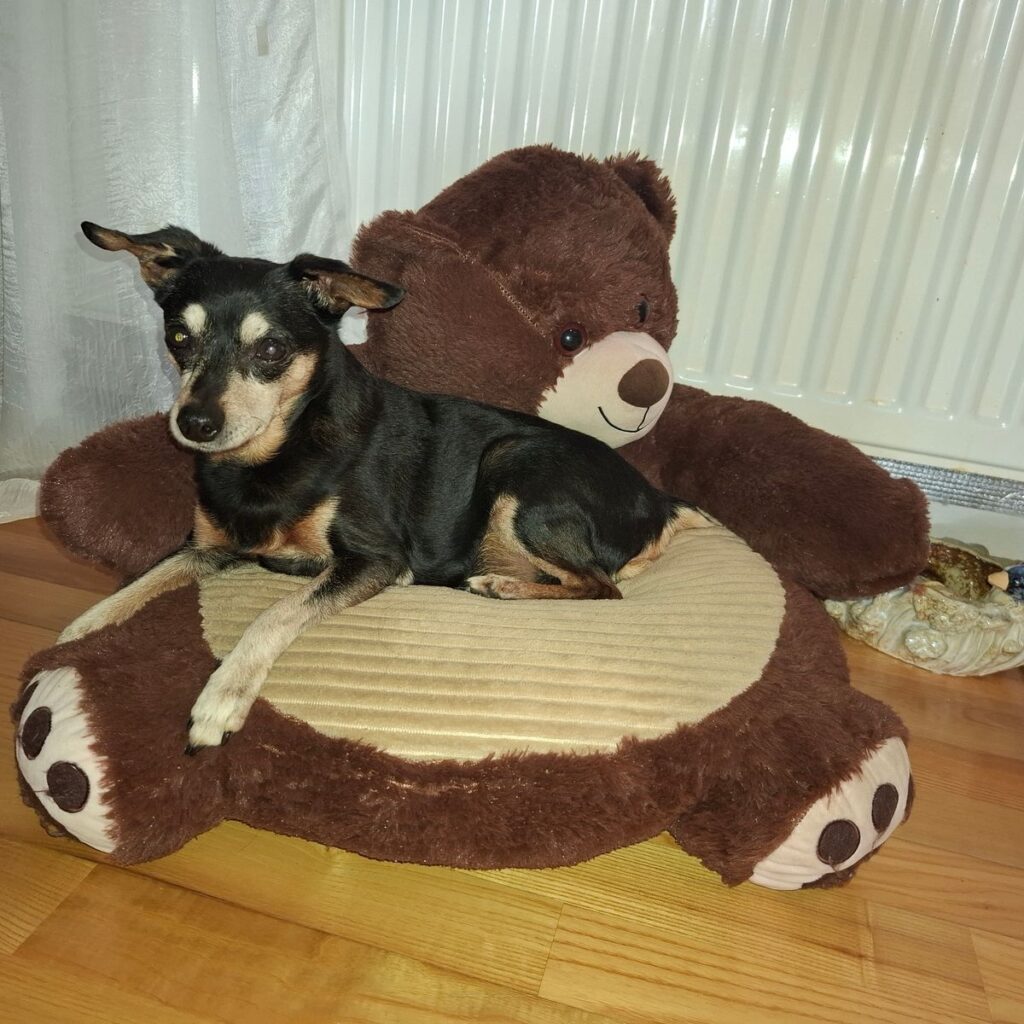 Rotvajler 133 Image #1 from Helena