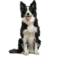 sk 2023 07 border collie0