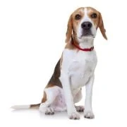 sk 2024 09 beagle