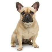 sk 2024 09 francia bulldog