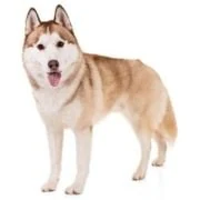 sk 2024 09 husky
