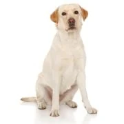 sk 2024 09 labrador
