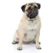 sk 2024 09 mopsz
