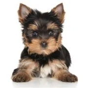 sk 2024 09 puppy Yorkshire Terrier