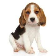 sk 2024 09 puppy beagle