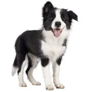 sk 2024 09 puppy border collie