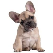 sk 2024 09 puppy francia bulldog