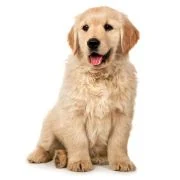 sk 2024 09 puppy golden retriever