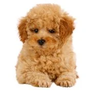 sk 2024 09 puppy uszkar
