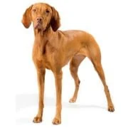 sk 2024 09 vizsla