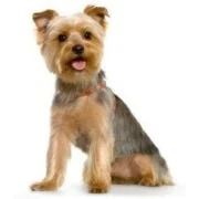 sk 2024 09 yorkshiere terrier