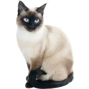 sk 2024 11 Siamese