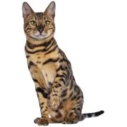 sk 2024 11 bengal cat