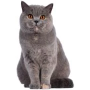 sk 2024 11 british shorthair