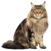 sk 2024 11 maine coon